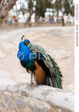 A vibrantly coloured peacock seating on a rock fence in a public park. A vibrantly coloured peacock seating on a rock fence in a public park. 138321821
