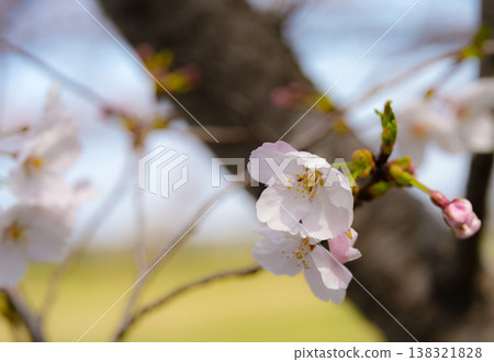 櫻花,宮川河堤岸,伊勢市 櫻花,宮川河堤岸,伊勢市 138321828