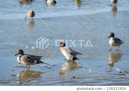 A duck walking on the frozen surface of the water A duck walking on the frozen surface of the water 138321926