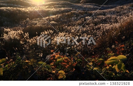 A field of silver grass shining in the setting sun A field of silver grass shining in the setting sun 138321928