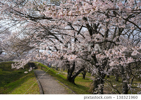櫻花,宮川河堤岸,伊勢市 櫻花,宮川河堤岸,伊勢市 138321960