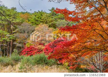 Takadoya Wetlands in Toyota City (Aichi Prefecture) Takadoya Wetlands in Toyota City (Aichi Prefecture) 138321969