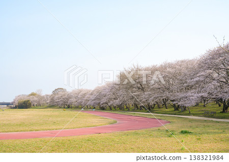 櫻花，宮川河堤岸，伊勢市 138321984