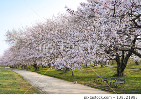 櫻花，宮川河堤岸，伊勢市 138321985