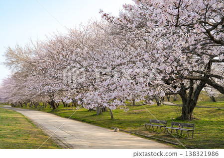 櫻花，宮川河堤岸，伊勢市 138321986
