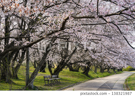 櫻花，宮川河堤岸，伊勢市 138321987