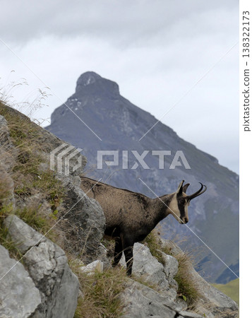Chamois in the Karwendel Mountains in Austria 138322173