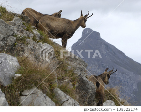 Herd of Chamois in the Karwendel Mountains in Austria 138322174