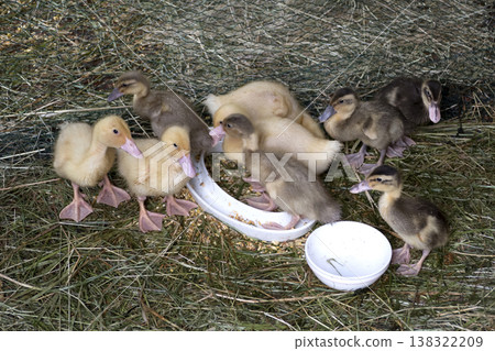 Goslings in the barn Goslings in the barn 138322209