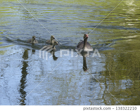 A family of greylag geese swimming on the lake 138322210