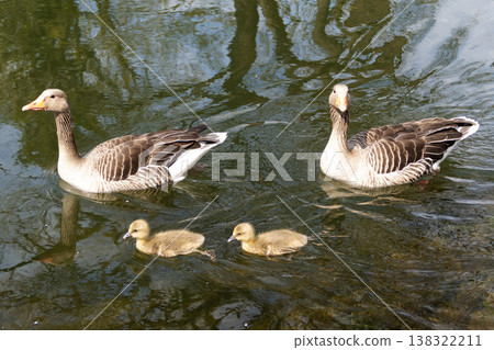 A family of greylag geese swimming on the lake A family of greylag geese swimming on the lake 138322211