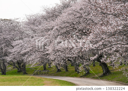 櫻花，宮川河堤岸，伊勢市 138322224