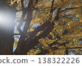 Autumnal leaves ginkgo 138322226
