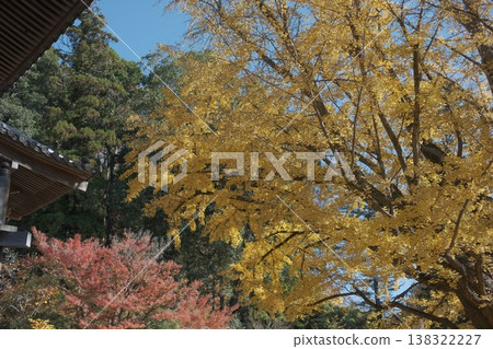 Autumnal leaves ginkgo Autumnal leaves ginkgo 138322227