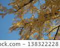 Autumnal leaves ginkgo 138322228
