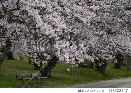 Cherry blossoms, Miyagawa River embankment, Ise City Cherry blossoms, Miyagawa River embankment, Ise City 138322247