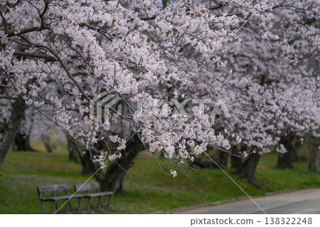 櫻花，宮川河堤岸，伊勢市 138322248