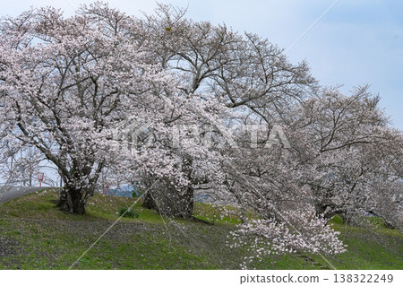 Cherry blossoms, Miyagawa River embankment, Ise City Cherry blossoms, Miyagawa River embankment, Ise City 138322249