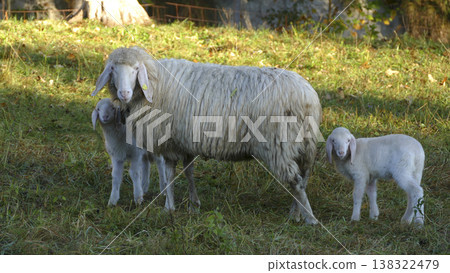 Sheep with lambs on a meadow Sheep with lambs on a meadow 138322479