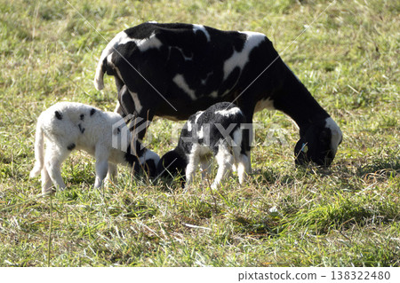 Sheep with lambs on a meadow Sheep with lambs on a meadow 138322480
