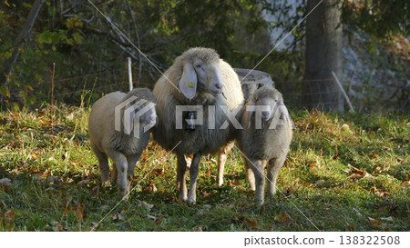 Sheep with lambs on a meadow Sheep with lambs on a meadow 138322508