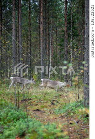 Wild reindeer pair walking in forest landscape Finland wildlife nature scene 138322623