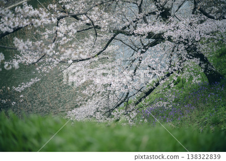 三月,九段下縣田安門附近的春日景色 三月,九段下縣田安門附近的春日景色 138322839