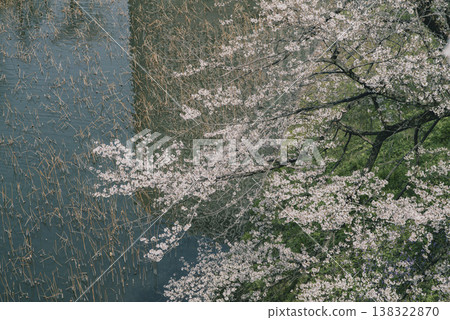 三月,九段下縣田安門附近的春日景色 三月,九段下縣田安門附近的春日景色 138322870