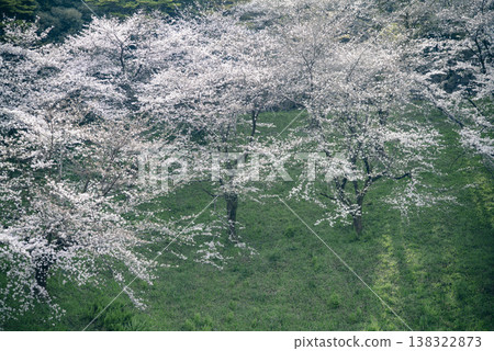 Scenery near Tayasu Gate in Kudanshita in spring, March 138322873