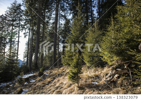 Trees in a forest in Germany, Europe, springtime 138323079