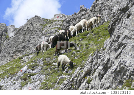 Herd of sheep in the mountains Herd of sheep in the mountains 138323113