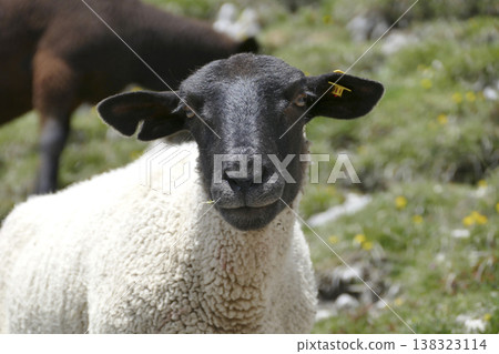 Sheep on a meadow Sheep on a meadow 138323114