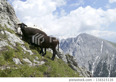 Herd of sheep in the mountains Herd of sheep in the mountains 138323116