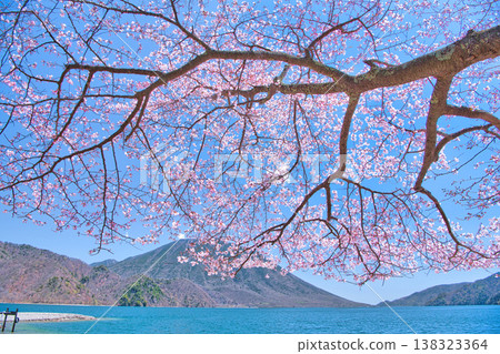 從栃木縣日光市千手濱眺望盛開的櫻花、中禪寺湖和男體山 從栃木縣日光市千手濱眺望盛開的櫻花、中禪寺湖和男體山 138323364