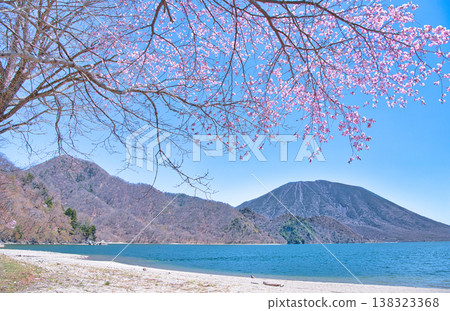 從栃木縣日光市千手濱眺望盛開的櫻花、中禪寺湖和男體山 從栃木縣日光市千手濱眺望盛開的櫻花、中禪寺湖和男體山 138323368