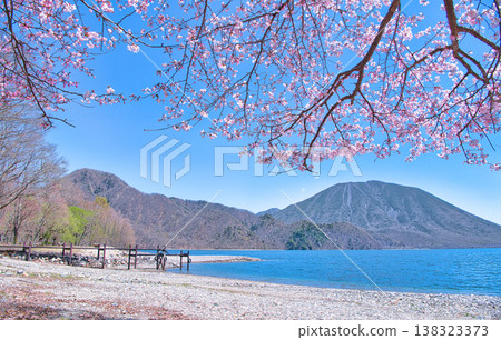 從栃木縣日光市千手濱眺望盛開的櫻花、中禪寺湖和男體山 從栃木縣日光市千手濱眺望盛開的櫻花、中禪寺湖和男體山 138323373