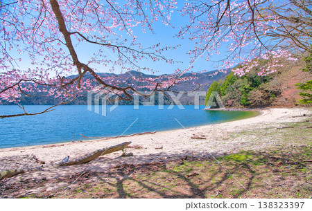 栃木縣日光市：春天到來，奧日光櫻花盛開，中禪寺湖景色宜人。 138323397