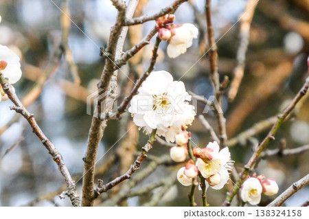 北方春天來了:北方春天甦醒,白梅花開始盛開。 北方春天來了:北方春天甦醒,白梅花開始盛開。 138324158