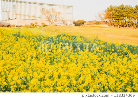 Spring scenery of rapeseed flowers blooming in Kasai Rinkai Park 138324309