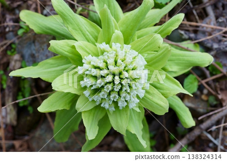 從上方看到的蜂斗菜花 138324314