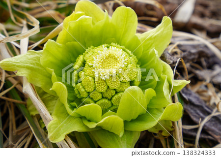 A sign of spring: butterbur sprouts (2026) A sign of spring: butterbur sprouts (2026) 138324333