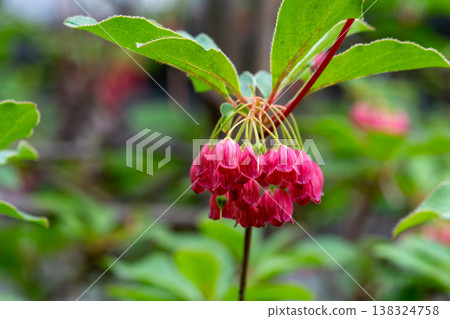 Red Enkianthus campanulatus flower Red Enkianthus campanulatus flower 138324758