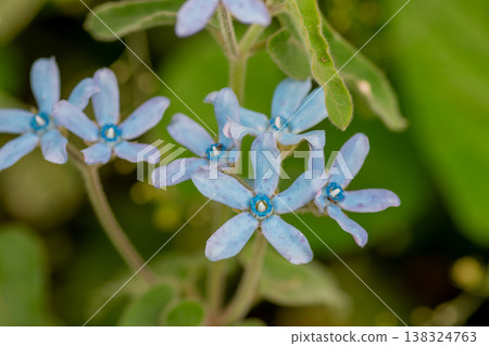 Blue flowers blooming in a flower field in early summer: Asclepias thunbergii Blue flowers blooming in a flower field in early summer: Asclepias thunbergii 138324763