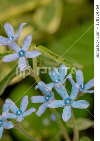 初夏花田中盛開的藍色花朵：馬利筋（Asclepias thunbergii） 138324764