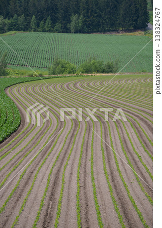 Early summer field where green seedlings were planted Early summer field where green seedlings were planted 138324767