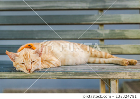 Ginger cat lying stretched on metal bench with orange collar resting peacefully in warm daylight outdoor scene Ginger cat lying stretched on metal bench with orange collar resting peacefully in warm daylight outdoor scene 138324781