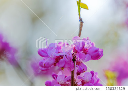 紫荊樹枝上開滿了鮮豔的粉紅色花朵。 138324829