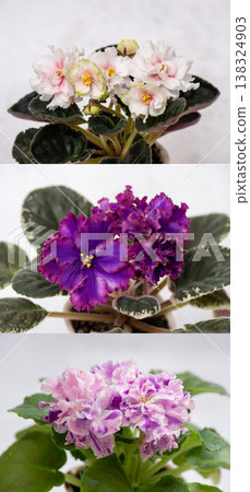 Collection of blooming African violet plants (Saintpaulia) with vibrant purple, pink, and white ruffled flowers and green leaves. Indoor ornamental houseplants photographed in soft natural ligh 138324903