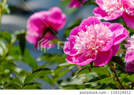 在初夏的陽光下，鮮豔的粉紅色牡丹花晶瑩剔透。 138324912