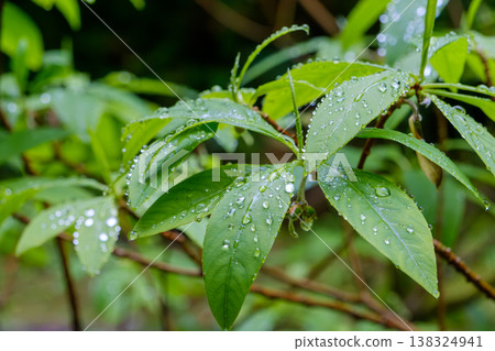 雨後,晶瑩剔透的雨滴和鮮嫩的綠葉仍留在葉片上。 雨後,晶瑩剔透的雨滴和鮮嫩的綠葉仍留在葉片上。 138324941